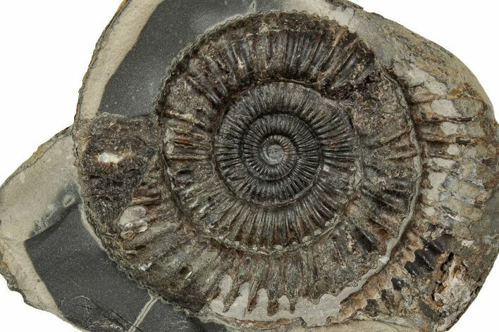 Jurassic Ammonite (Dactylioceras) Fossil - England #351300